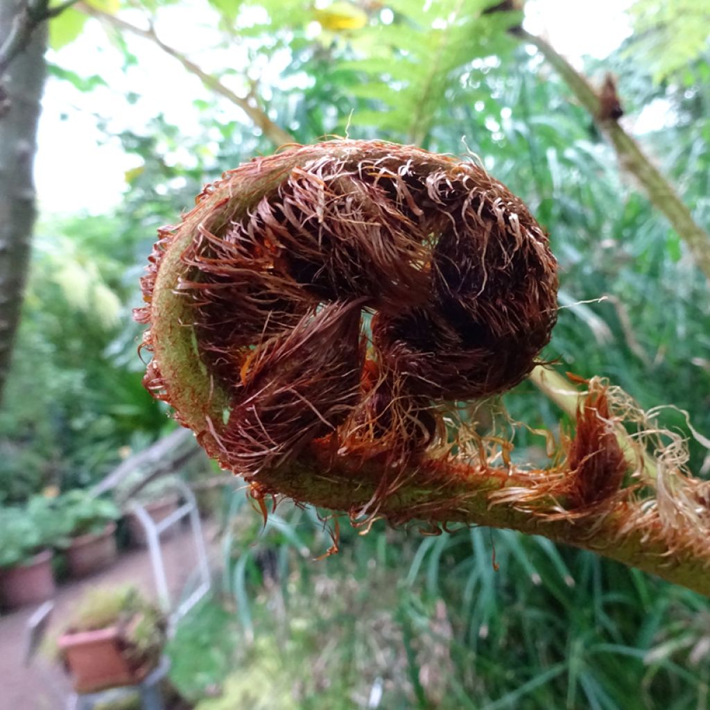 Cyathea australis - Boomvaren