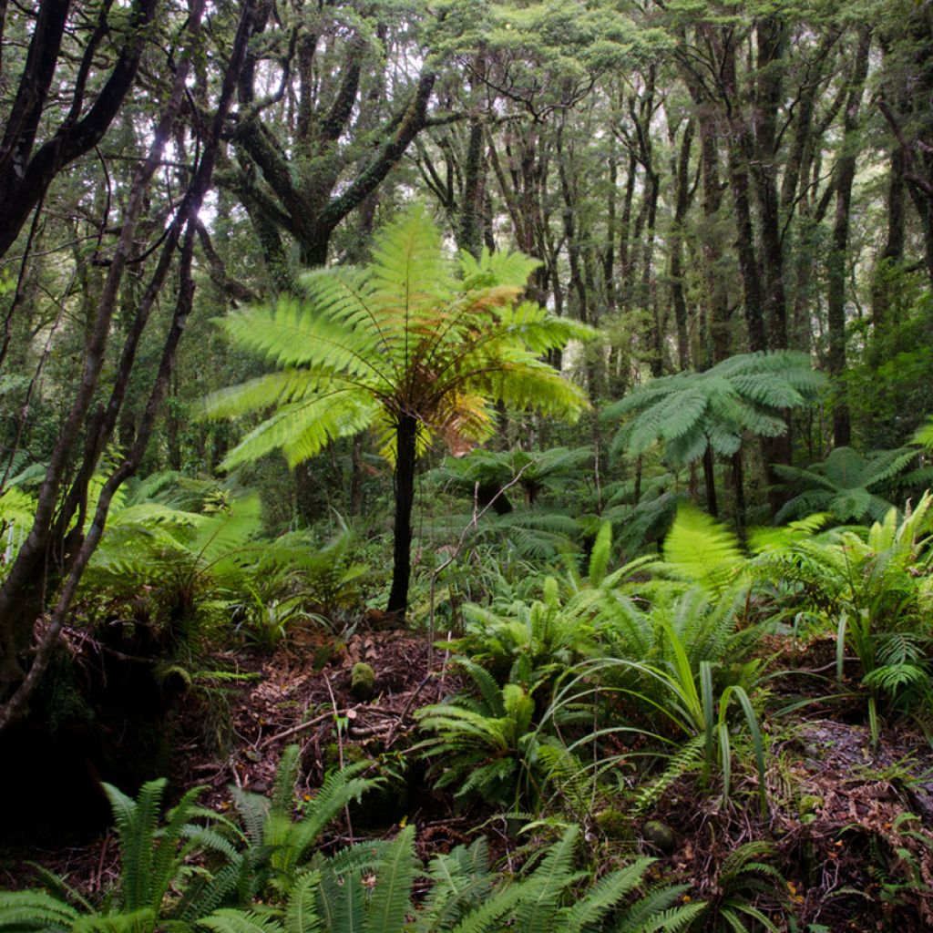 Cyathea australis - Boomvaren