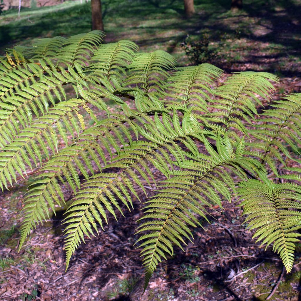 Cyathea brownii - Norfolk boomvaren