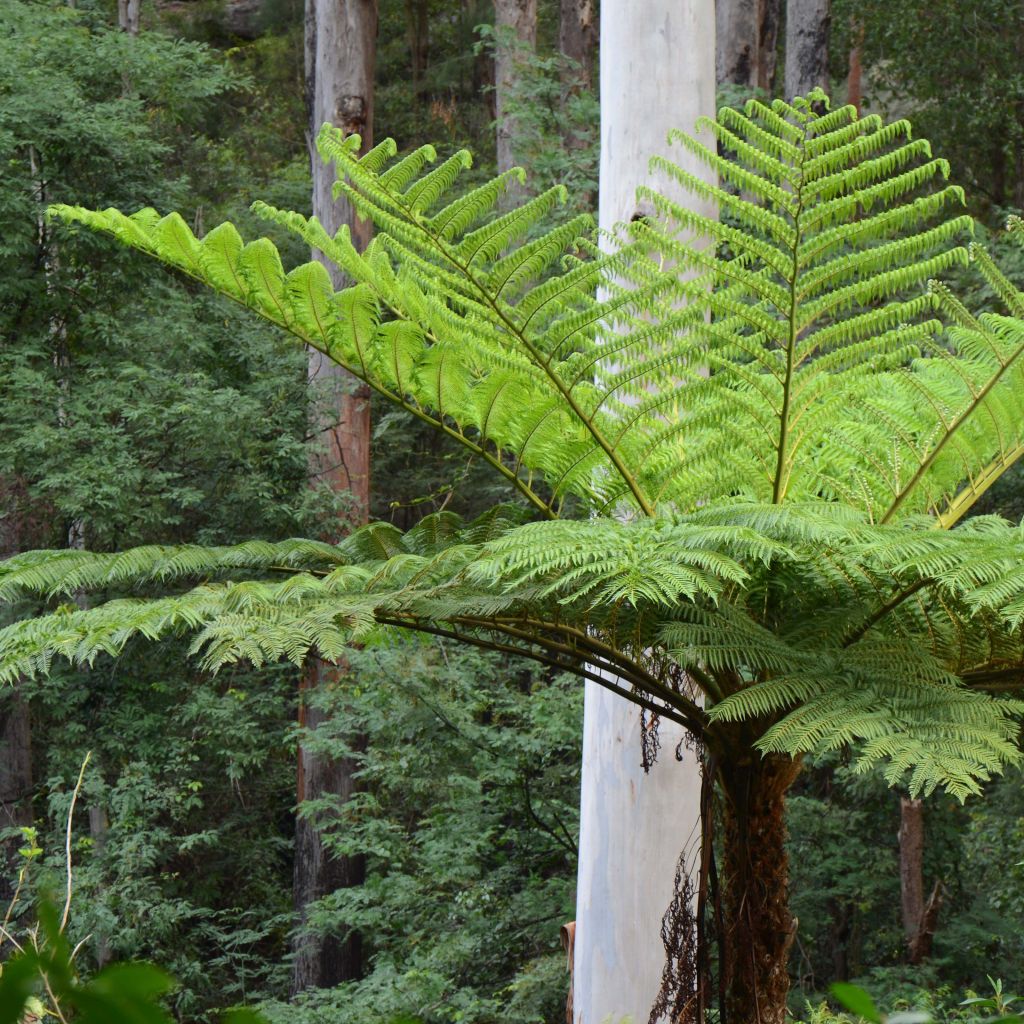 Cyathea cooperi - Australische boomvaren