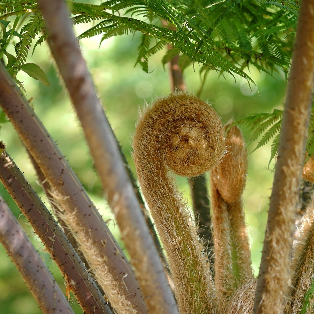 Cyathea cooperi - Australische boomvaren