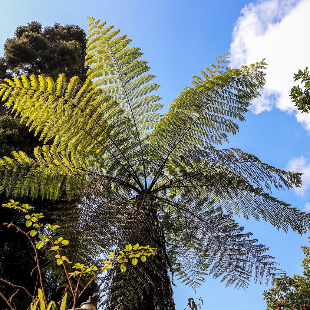 Cyathea cooperi - Australische boomvaren