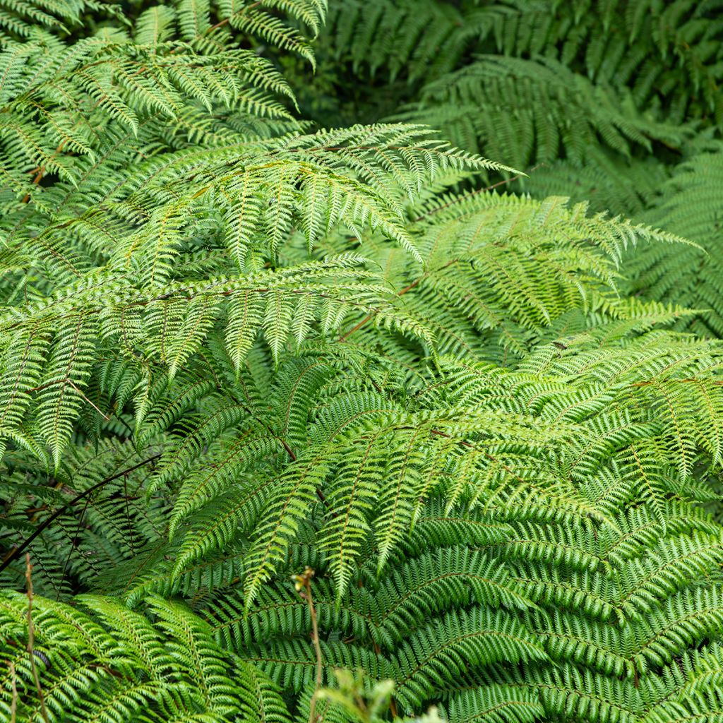 Cyathea dealbata - Zilvervaren