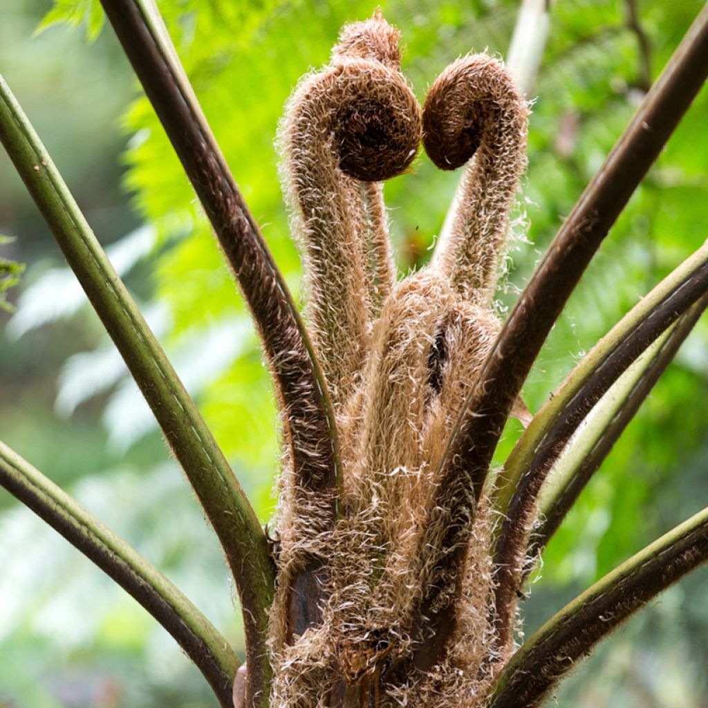 Cyathea lunulata - Boomvaren