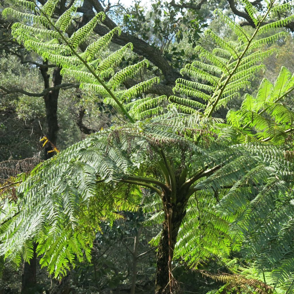 Cyathea medullaris - Zwarte boomvaren