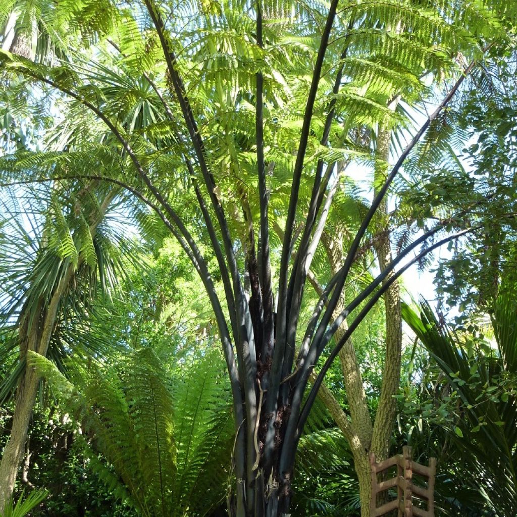 Cyathea medullaris - Zwarte boomvaren