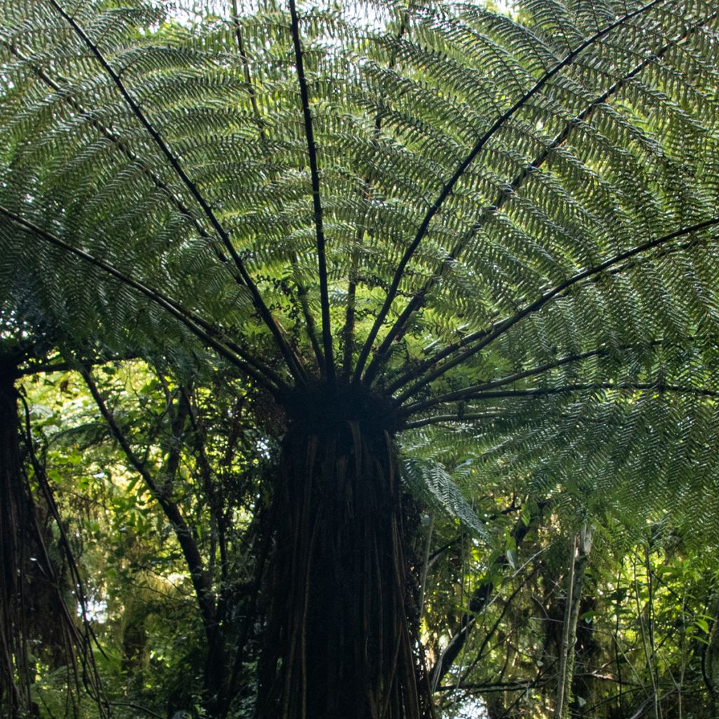 Cyathea medullaris - Zwarte boomvaren