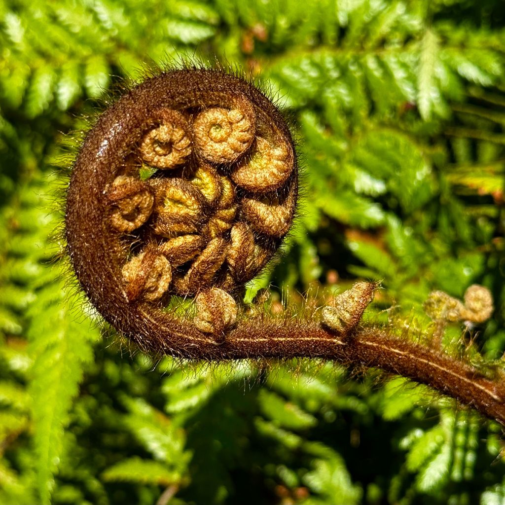 Cyathea medullaris - Zwarte boomvaren