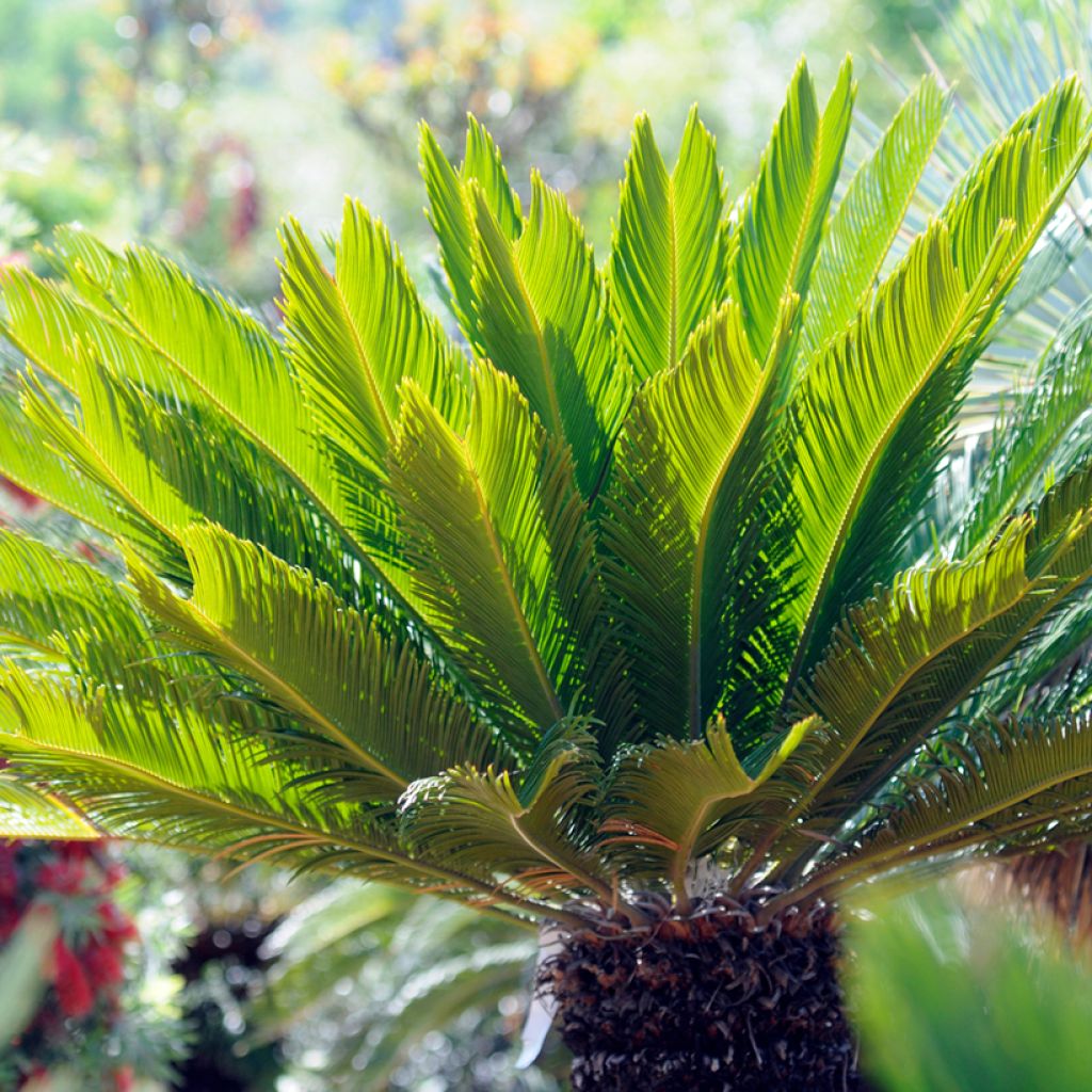 Cycas revoluta - Sagopalm