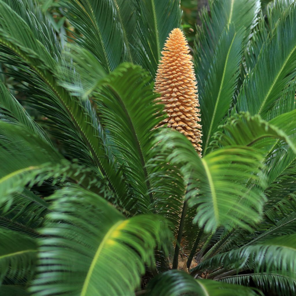 Cycas revoluta - Sagopalm