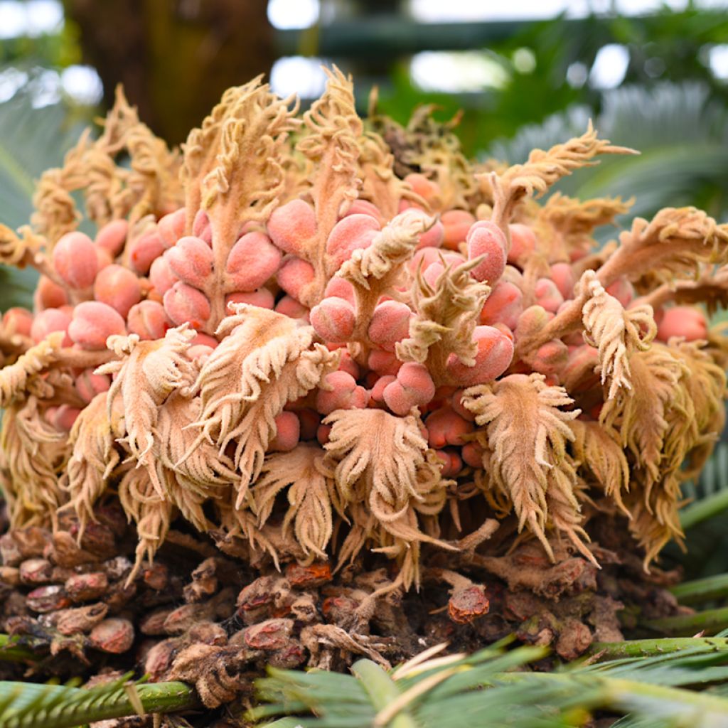 Cycas revoluta - Sagopalm