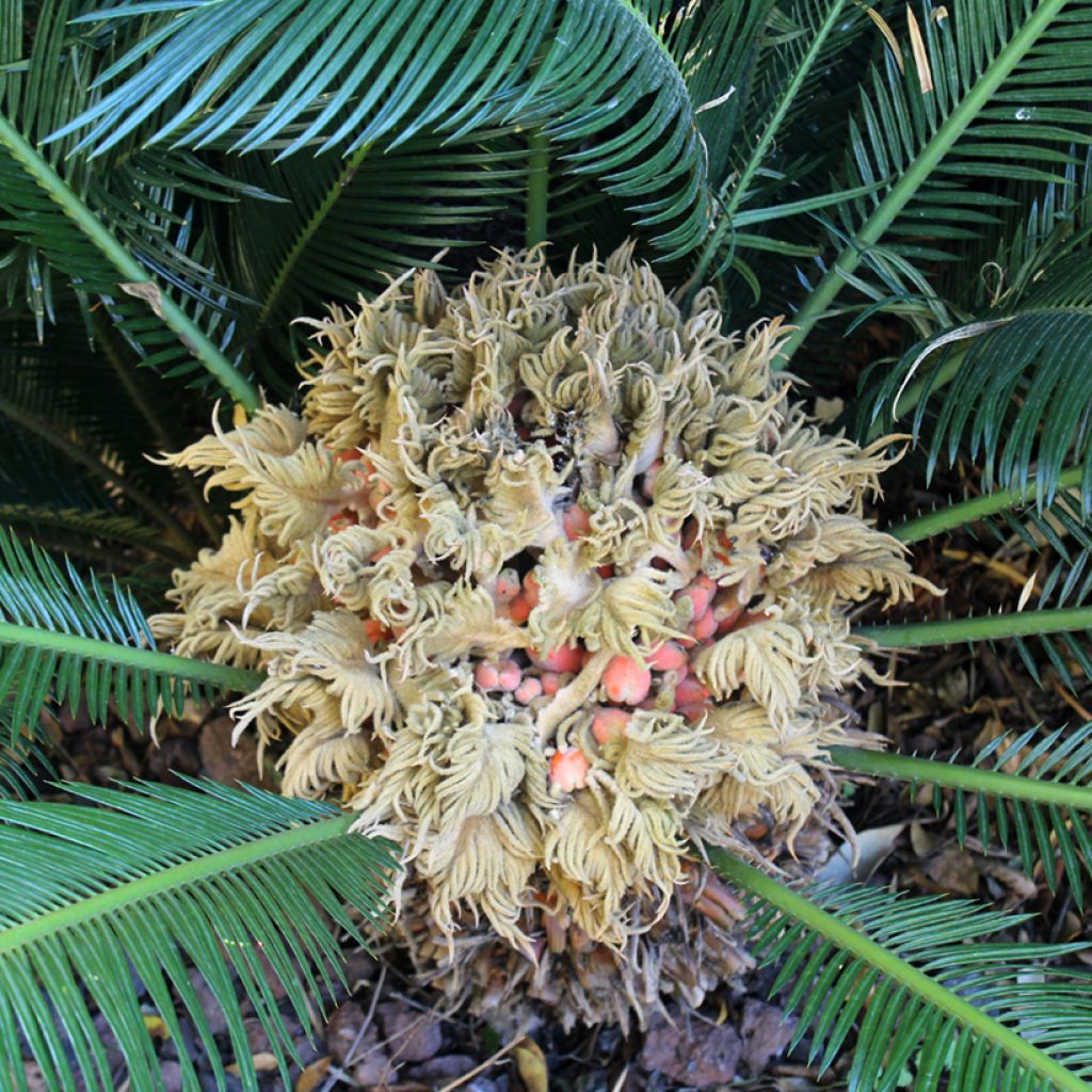 Cycas revoluta - Sagopalm