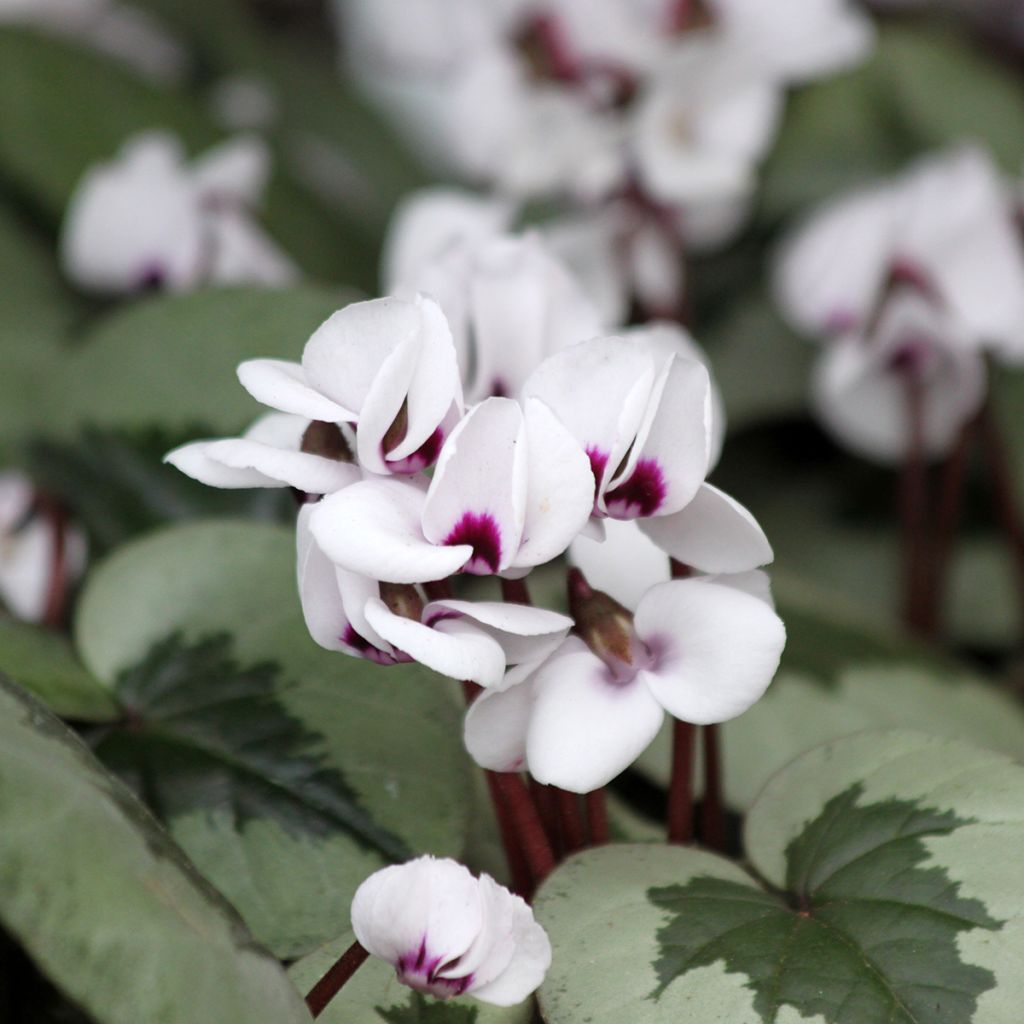 Cyclamen coum Christmas Tree Wit - Alpenviooltje