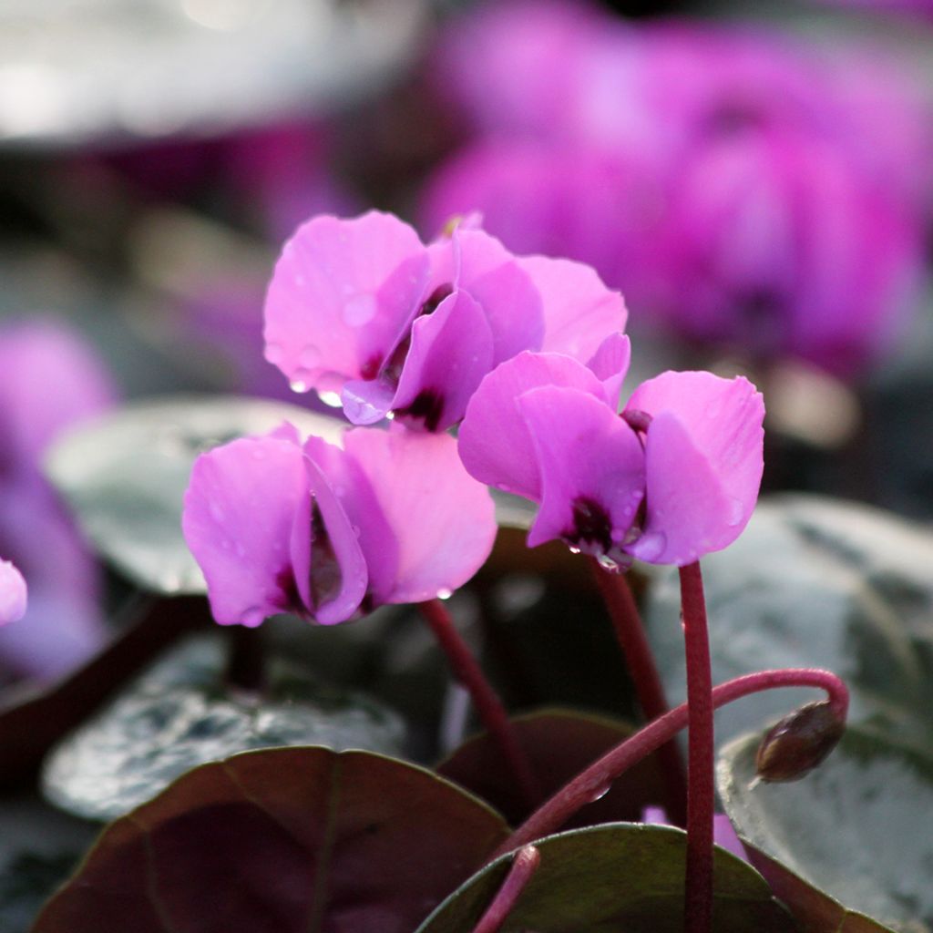 Cyclamen coum Christmas Tree roze - Alpenviooltje