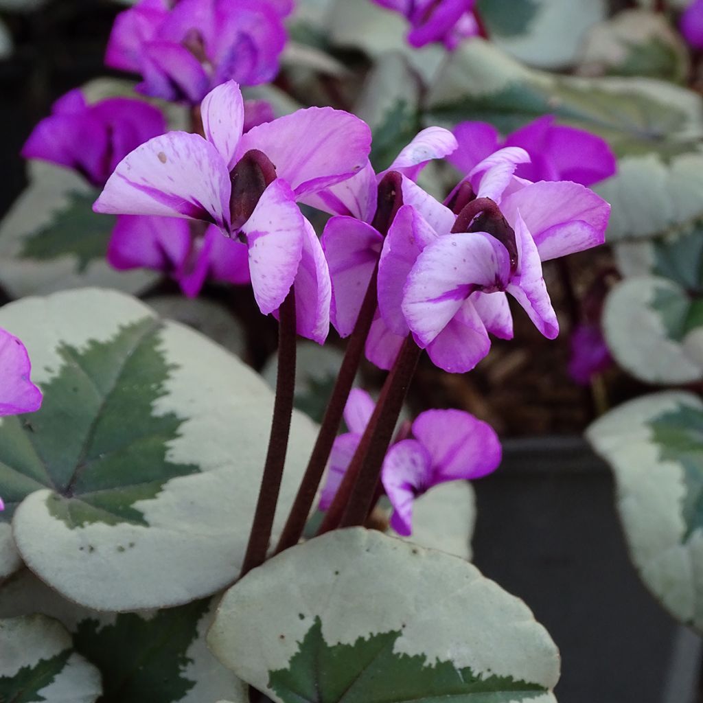 Cyclamen coum Christmas Tree roze - Alpenviooltje