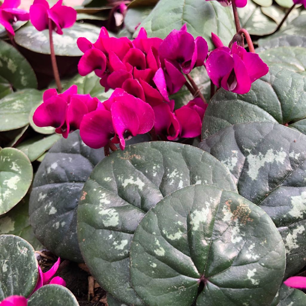 Cyclamen coum Meaden's Crimson gemarmerd blad - Alpenviooltje