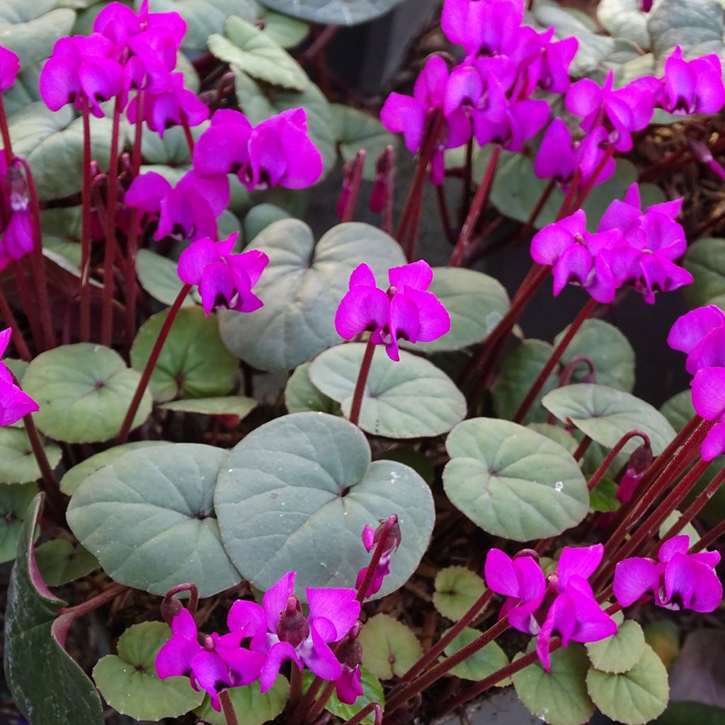 Cyclamen coum Meaden's Crimson - Alpenviooltje