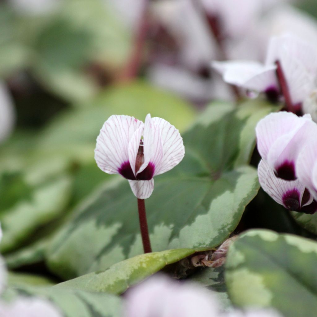 Cyclamen coum Porcelain - Alpenviooltje