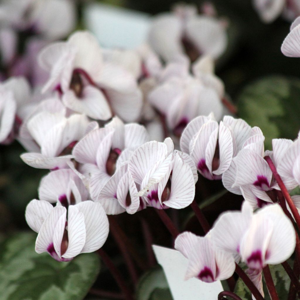 Cyclamen coum Porcelain - Alpenviooltje
