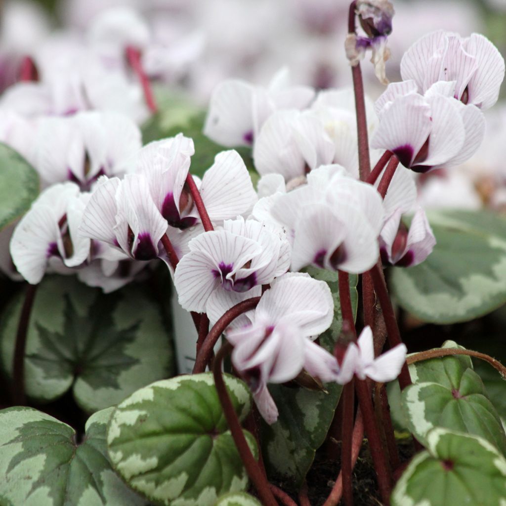 Cyclamen coum Porcelain - Alpenviooltje