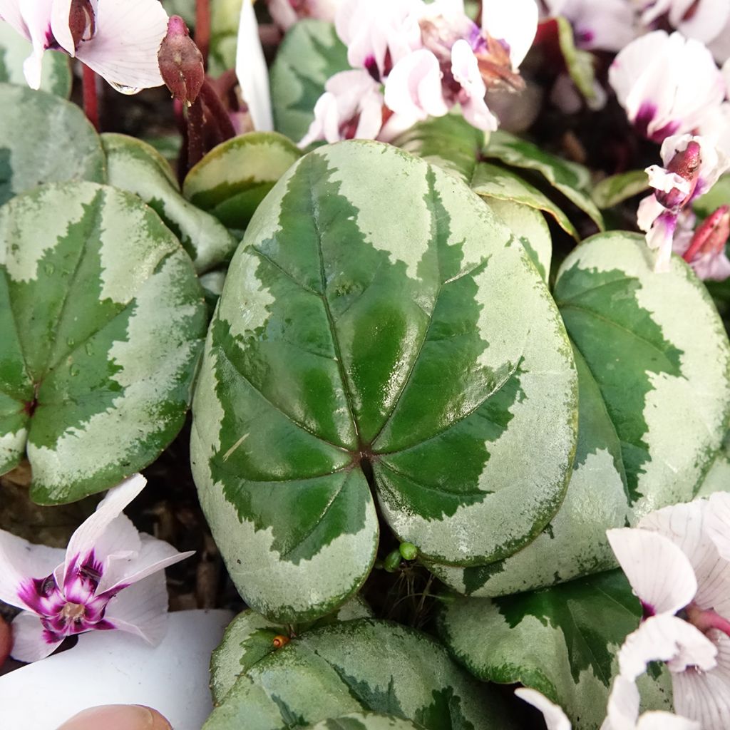 Cyclamen coum Porcelain - Alpenviooltje