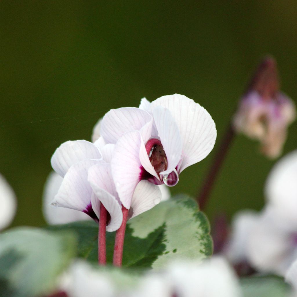 Cyclamen coum Porcelain - Alpenviooltje