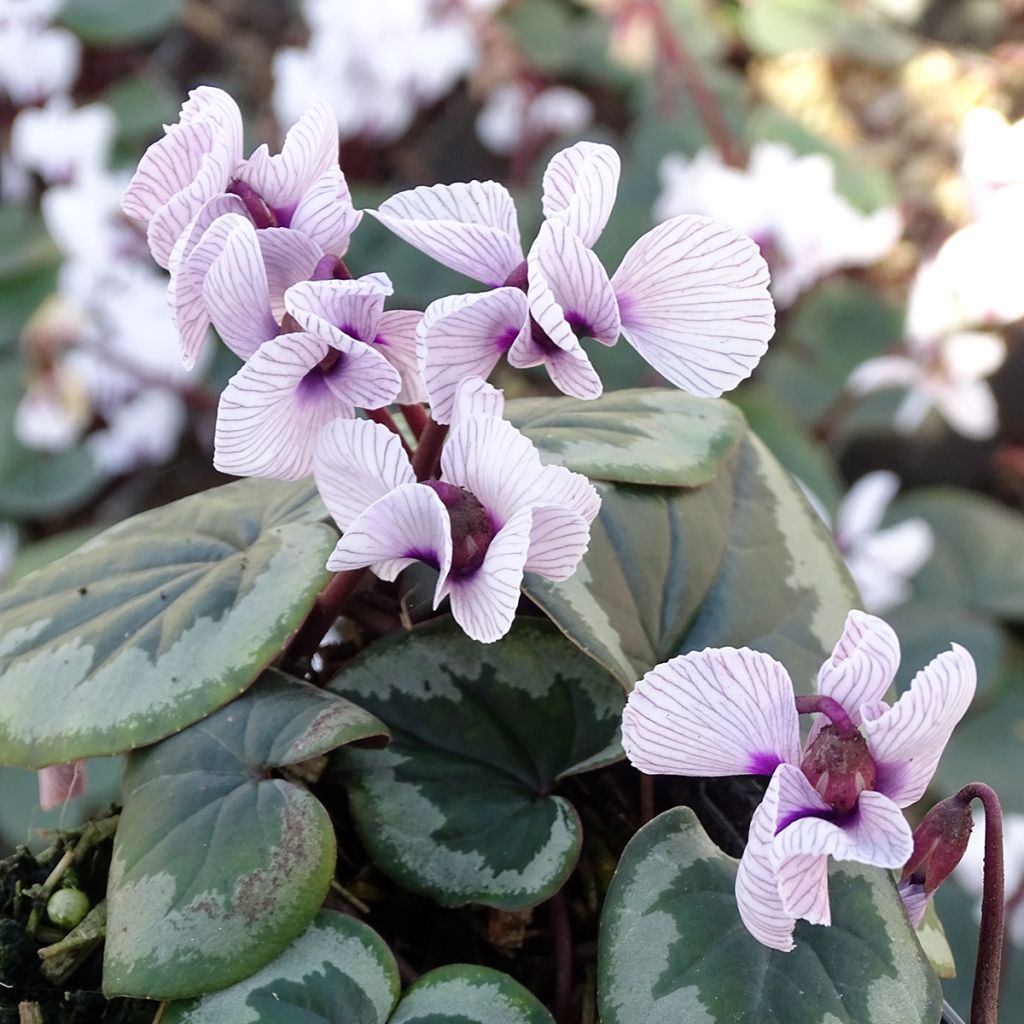 Cyclamen coum Porcelain - Alpenviooltje