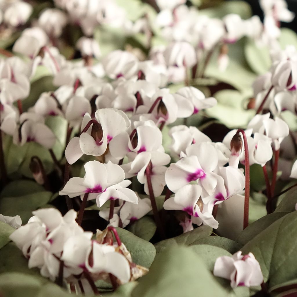 Cyclamen coum Wit grijs blad - Alpenviooltje