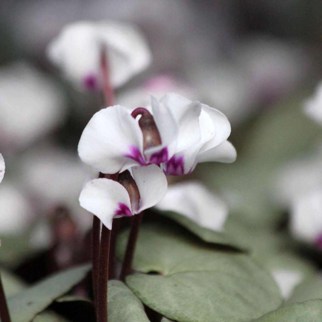 Cyclamen coum Wit grijs blad - Alpenviooltje