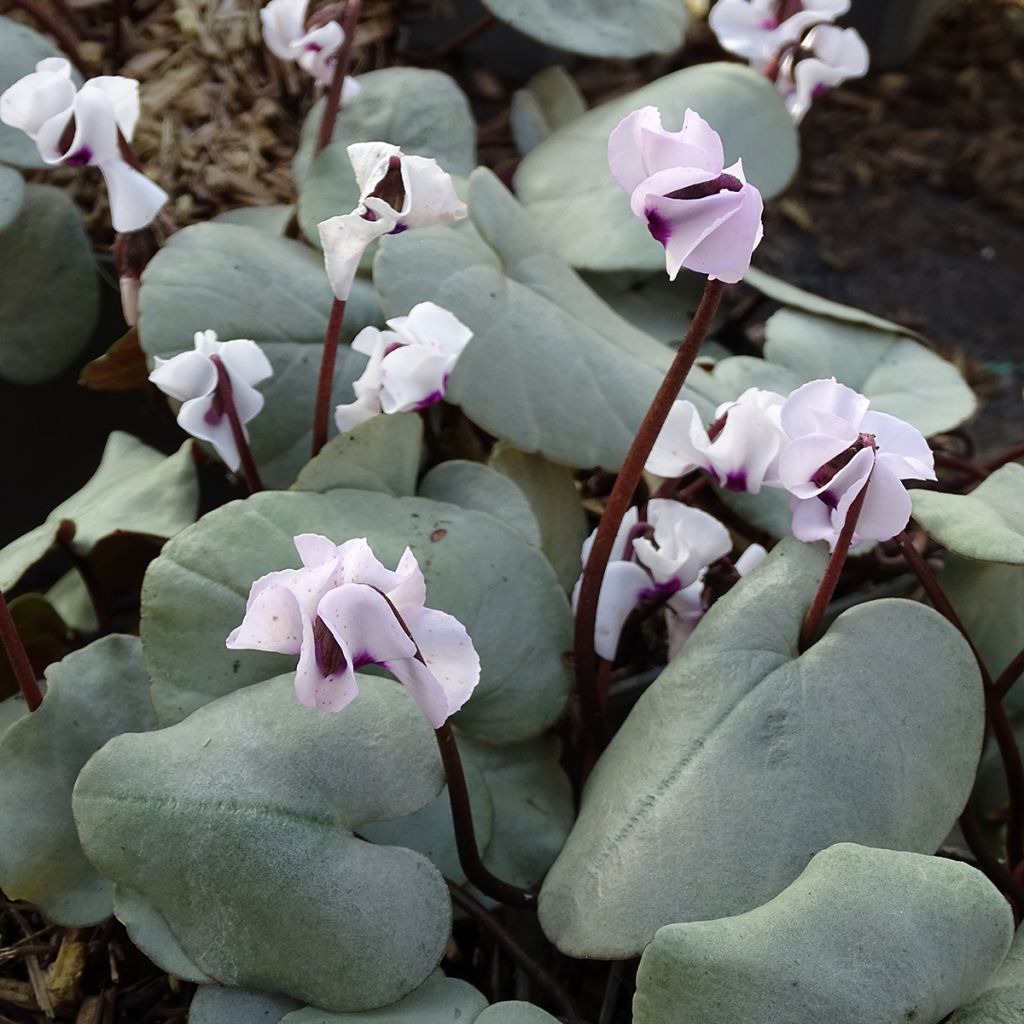 Cyclamen coum Wit grijs blad - Alpenviooltje