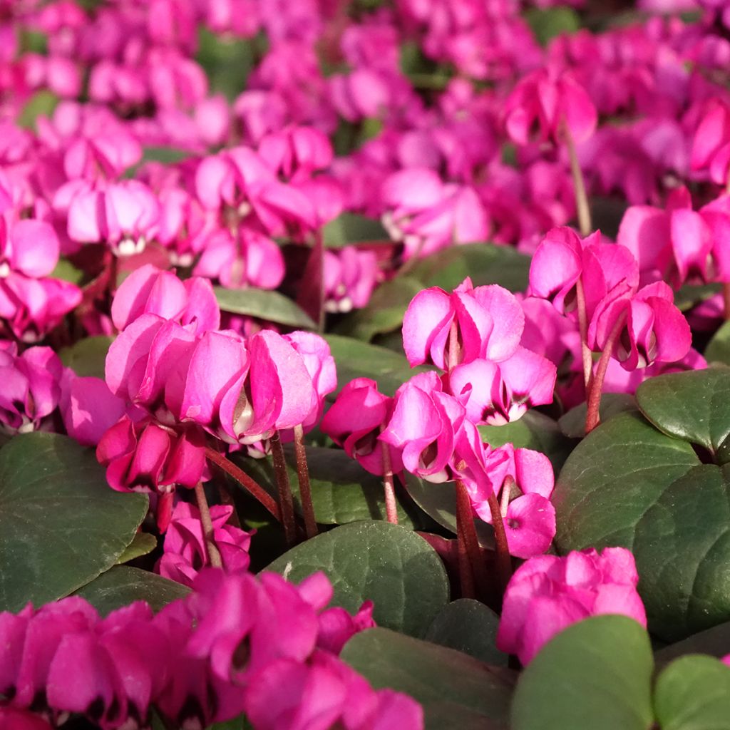 Cyclamen coum Fuschia groen blad - Alpenviooltje