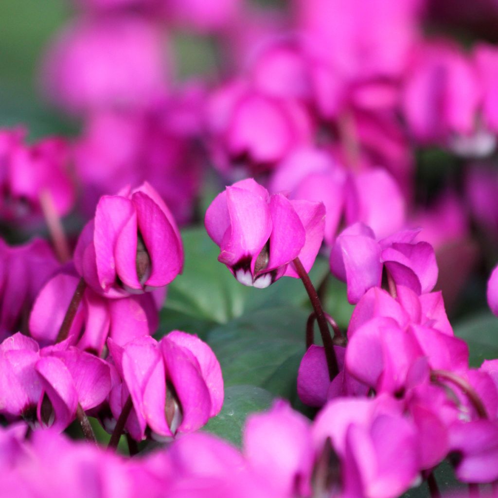 Cyclamen coum Fuschia groen blad - Alpenviooltje