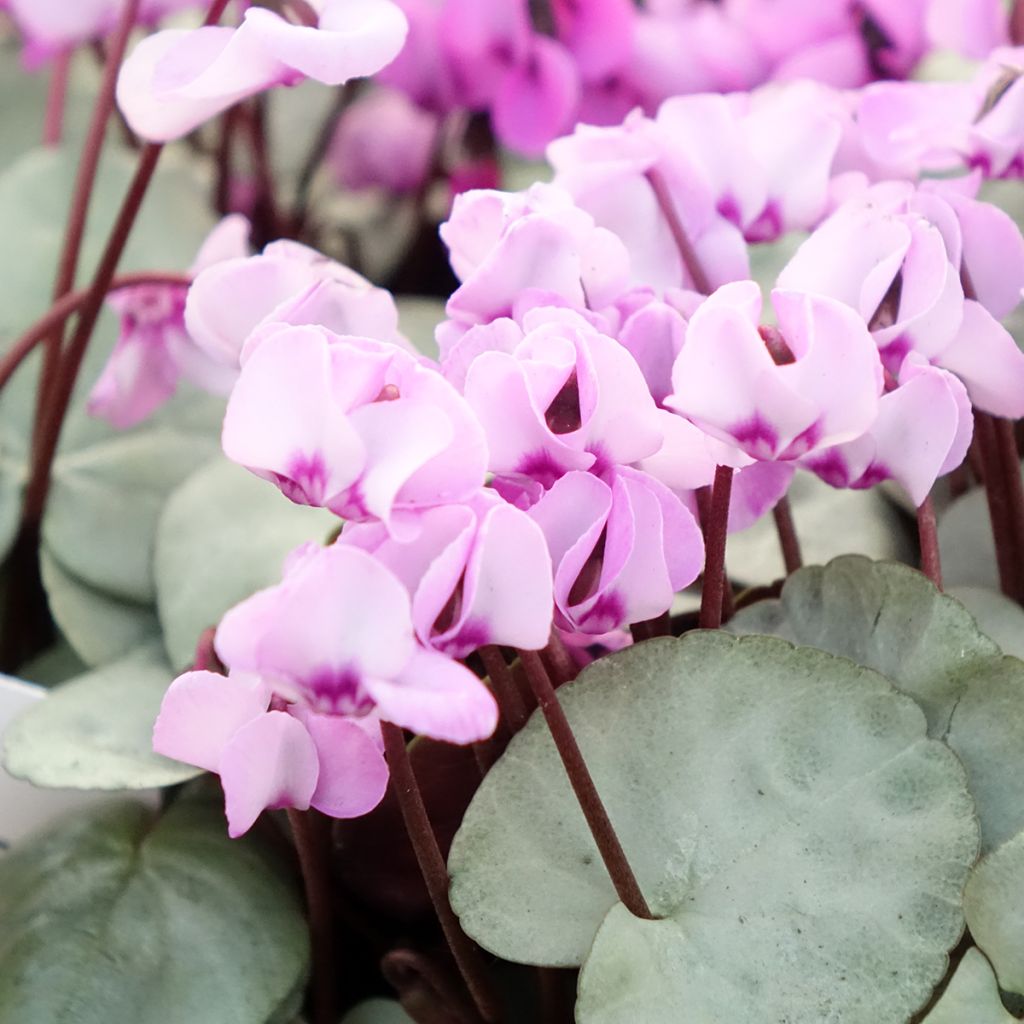 Cyclamen coum roze grijs blad - Alpenviooltje