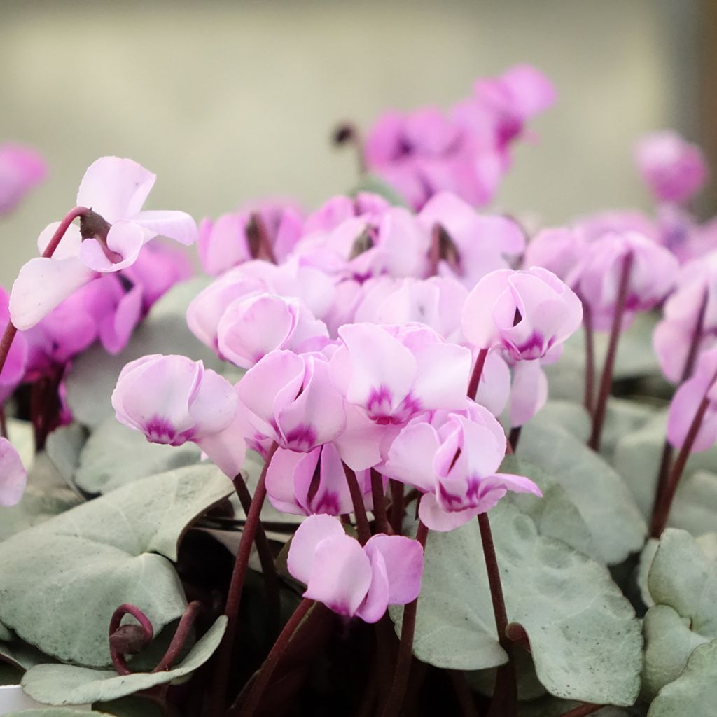 Cyclamen coum roze grijs blad - Alpenviooltje