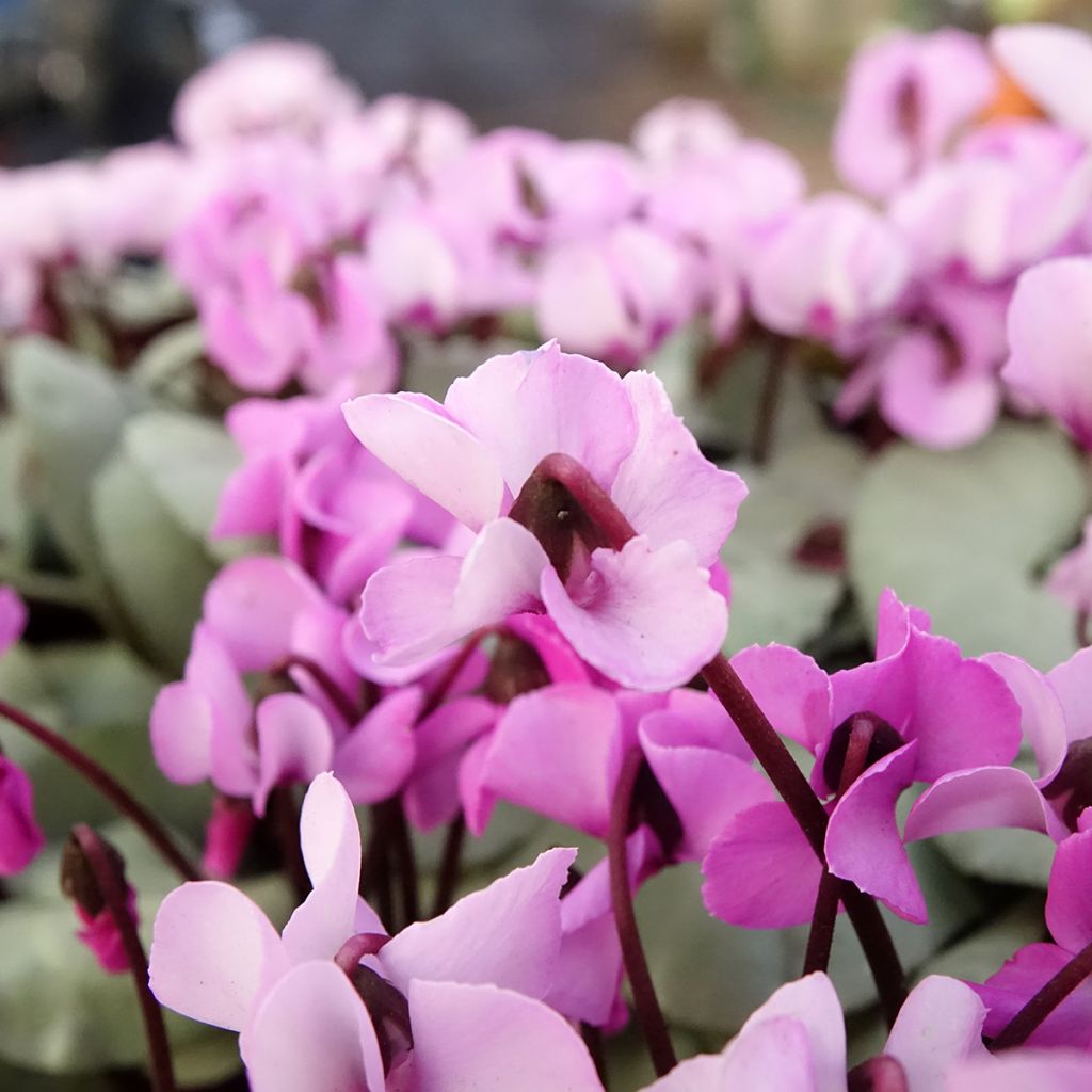 Cyclamen coum roze grijs blad - Alpenviooltje