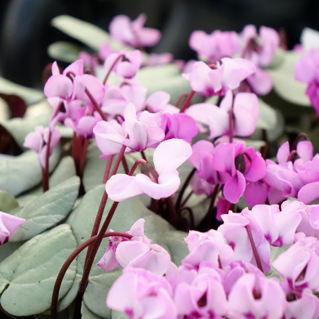 Cyclamen coum roze grijs blad - Alpenviooltje