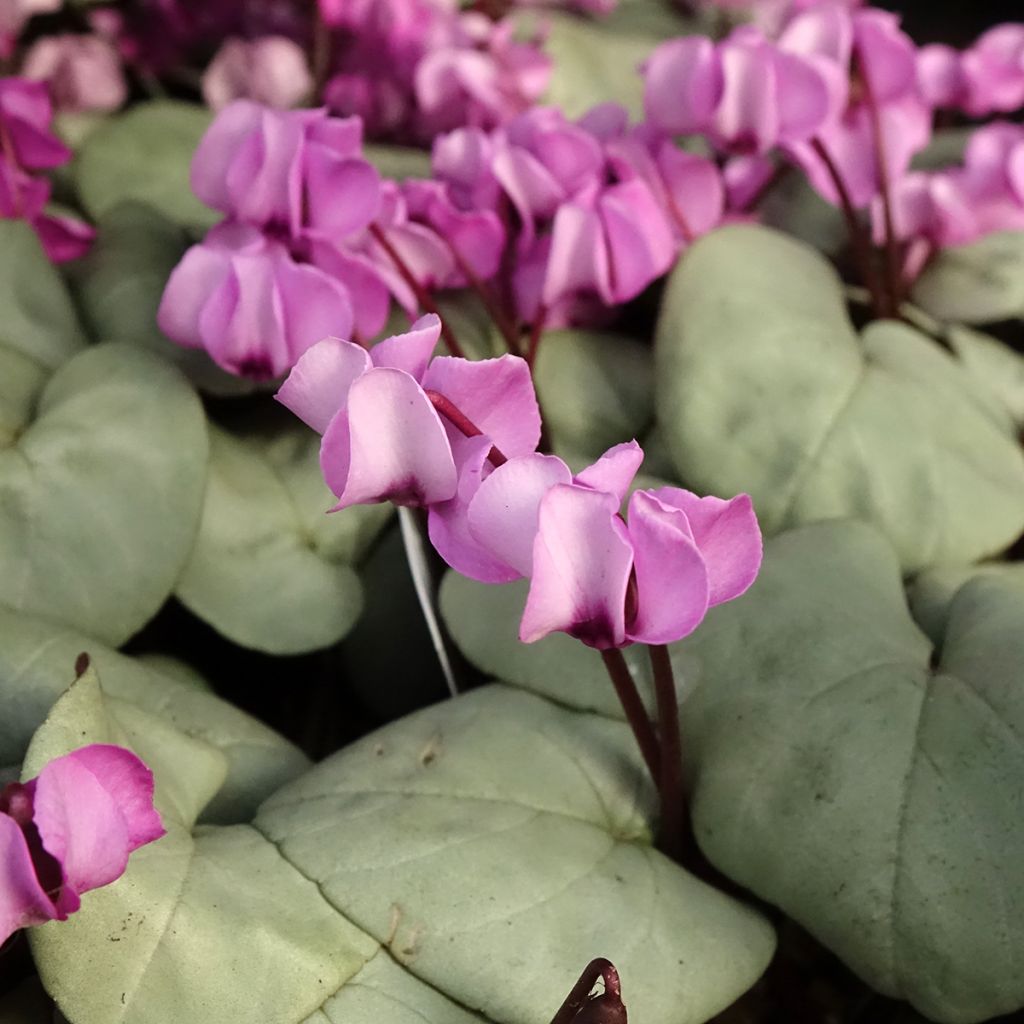 Cyclamen coum roze grijs blad - Alpenviooltje