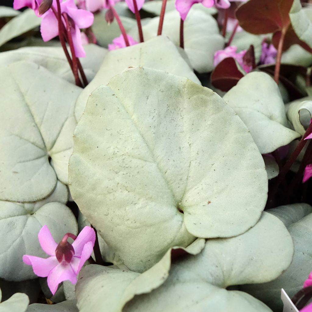 Cyclamen coum roze grijs blad - Alpenviooltje