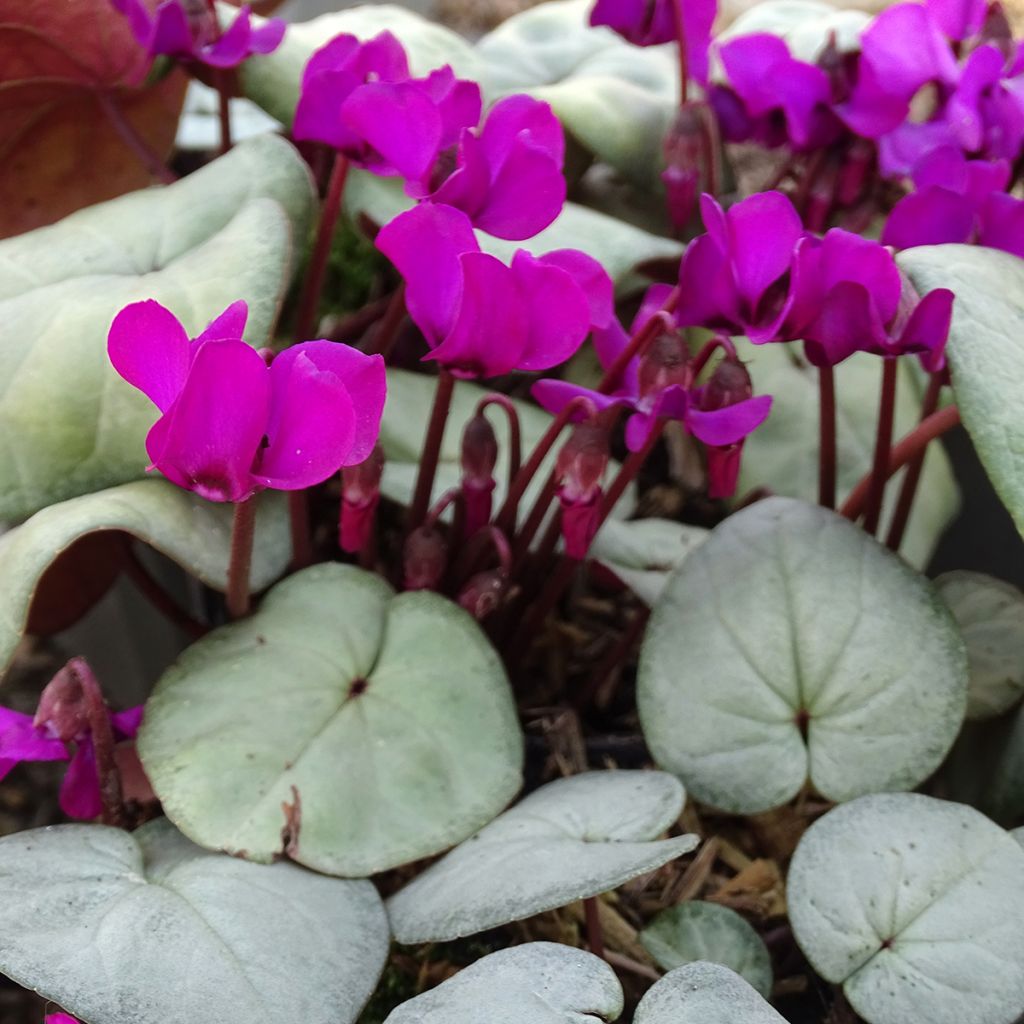Cyclamen coum roze grijs blad - Alpenviooltje