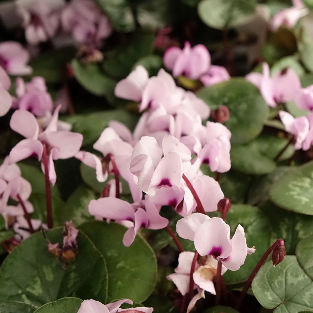 Cyclamen coum Roze gemarmerd blad - Alpenviooltje