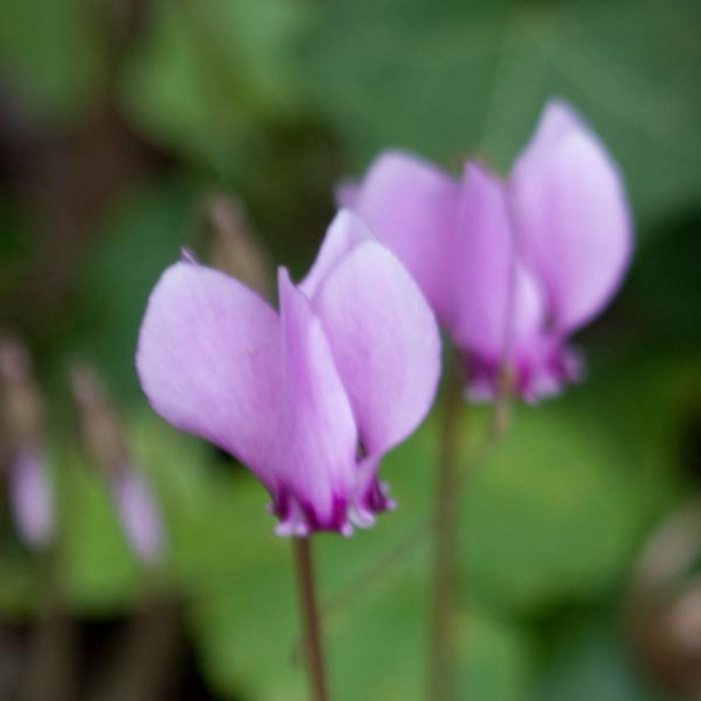 Cyclamen hederifolium Roze - Naaldcyclaam