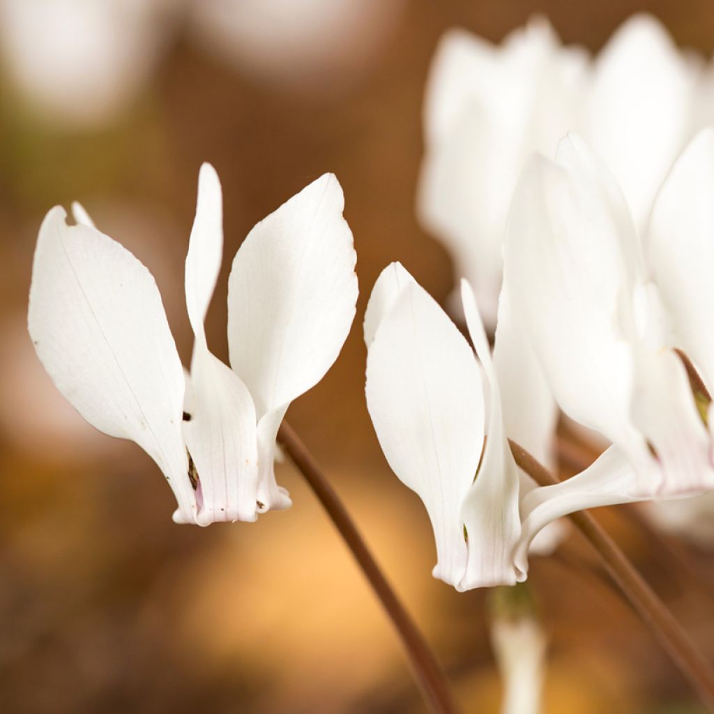 Cyclamen hederifolium Wit - Naaldcyclaam
