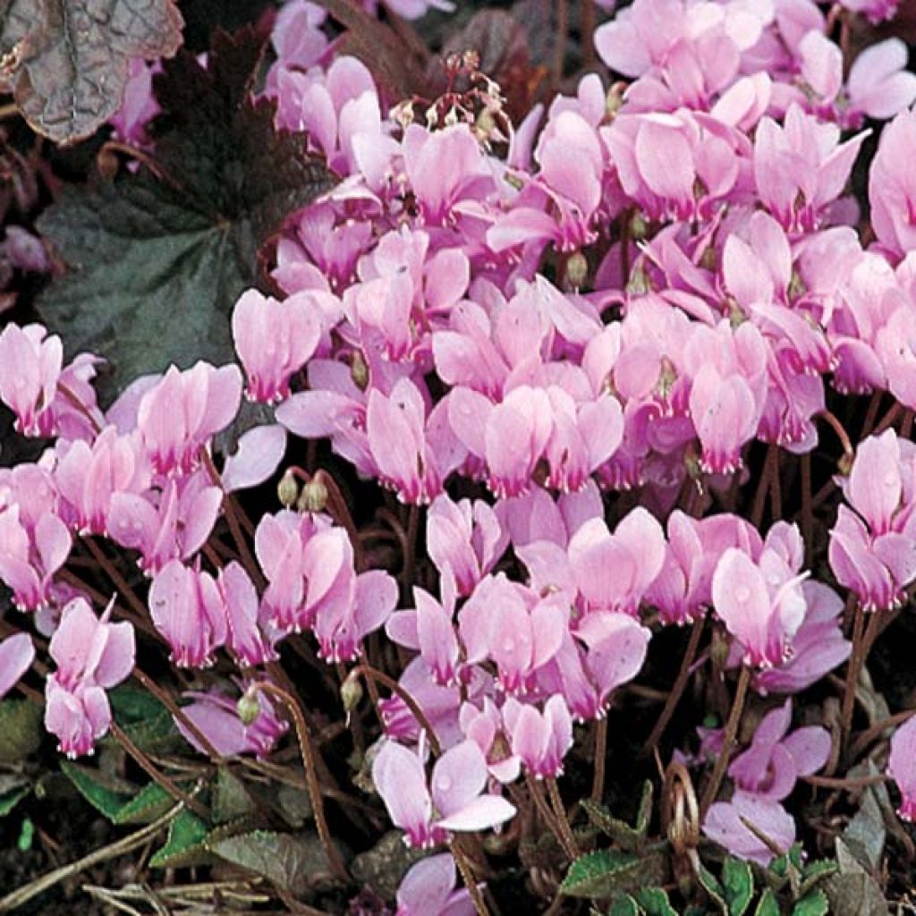 Cyclamen hederifolium Roze - Naaldcyclaam