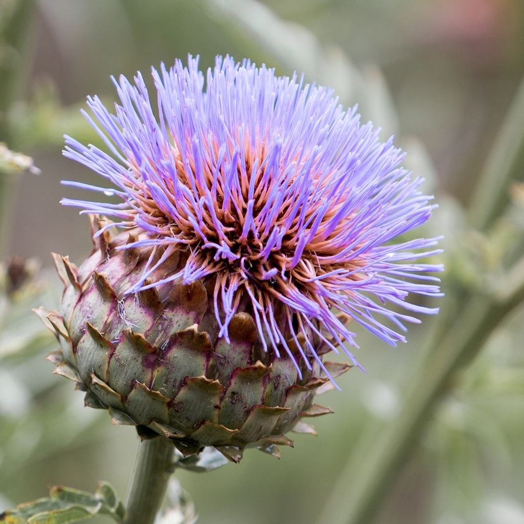 Cynara cardunculus - Kardoen