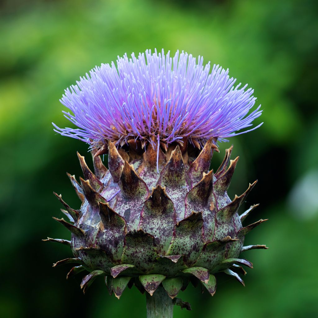 Cynara cardunculus - Kardoen