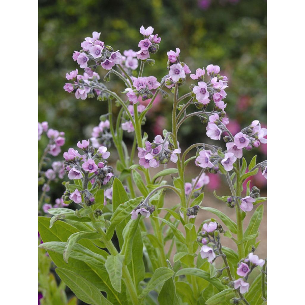 Graines de Cynoglossum Mystery Rose - Mysosotis chinois
