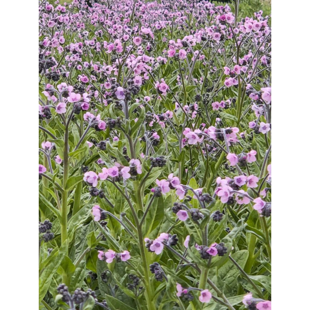 Graines de Cynoglossum Mystery Rose - Mysosotis chinois