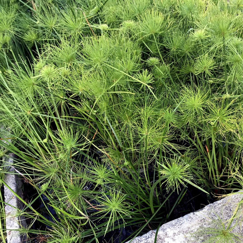Cyperus haspan - Dwergpapyrus