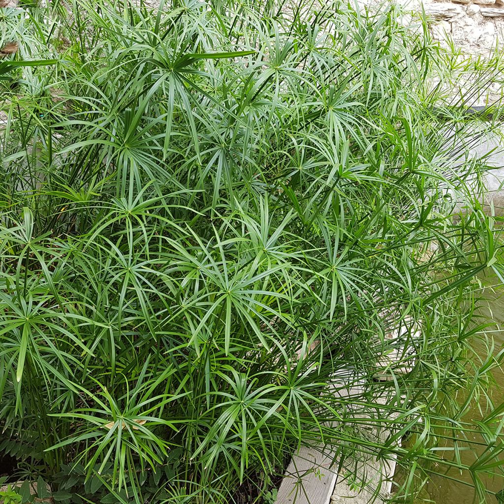 Cyperus alternifolius - Parapluplant