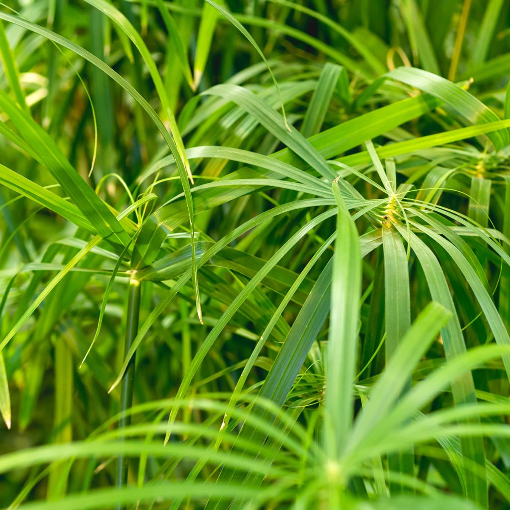 Cyperus alternifolius - Parapluplant